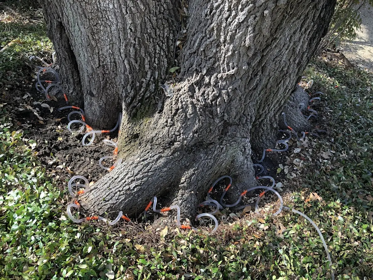 Detailed Tree Cabling and Bracing job site in Carbon Hill