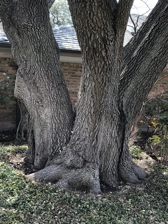 Mature heritage tree close to a Carbon Hill property cared for by certified arborists